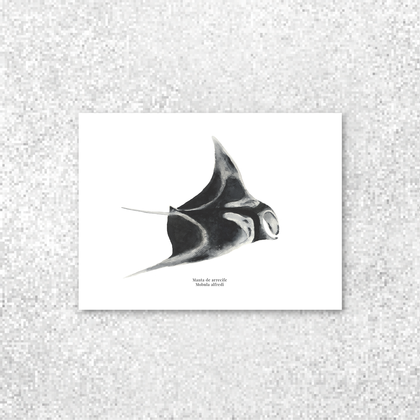 Manta de arrecife
