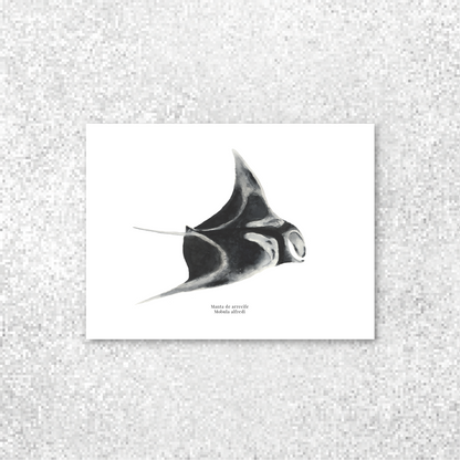 Manta de arrecife