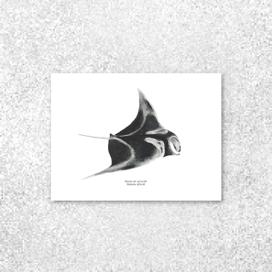 Manta de arrecife