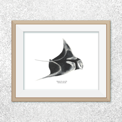 Manta de arrecife