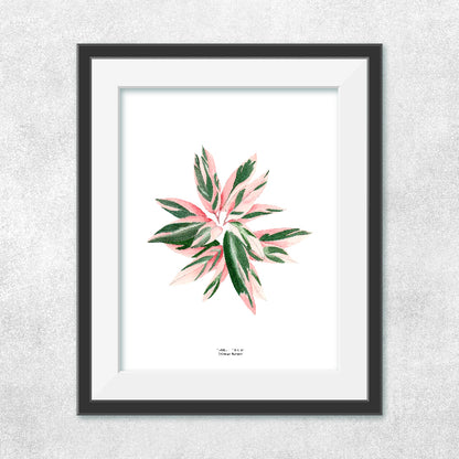 Reproducción de una ilustración en acuarela de planta, caletea triostar con o sin marco.
