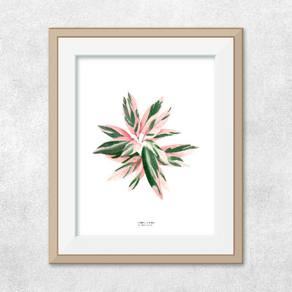 Reproducción de una ilustración en acuarela de planta, caletea triostar con o sin marco.