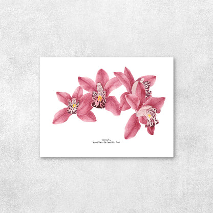 Orquídeas