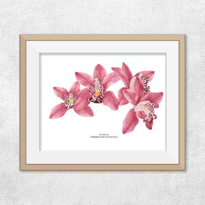 Orquídeas