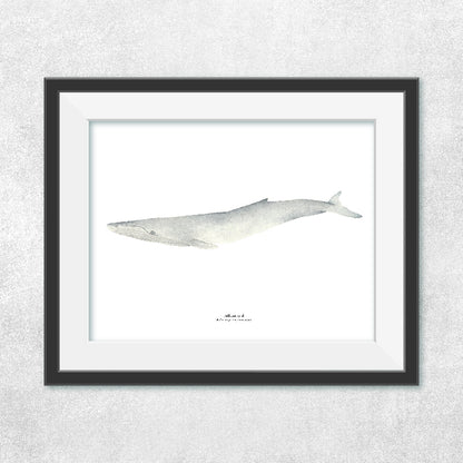 Reproducción de una ilustración en acuarela marina de ballenas y cetáceos, ballena jorobada con o sin marco.