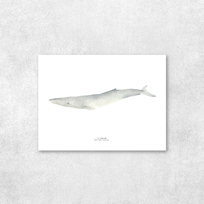Reproducción de una ilustración en acuarela marina de ballenas y cetáceos, ballena jorobada con o sin marco.