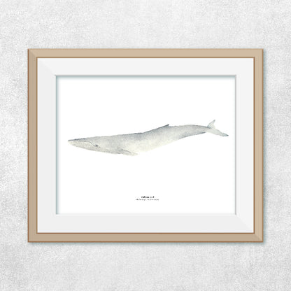 Reproducción de una ilustración en acuarela marina de ballenas y cetáceos, ballena jorobada con o sin marco.