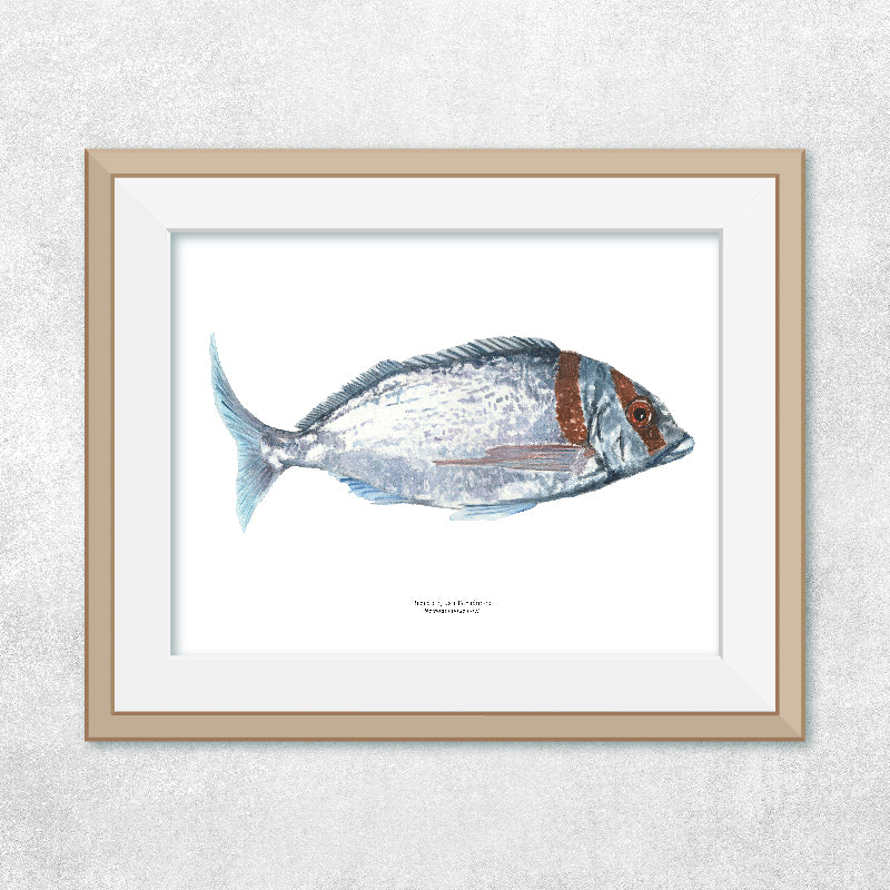 Reproducción de una ilustración en acuarela marina de pez breca con o sin marco.