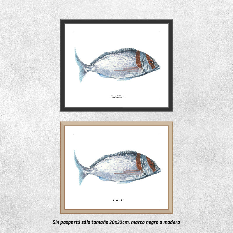 Reproducción de una ilustración en acuarela marina de pez breca con o sin marco.