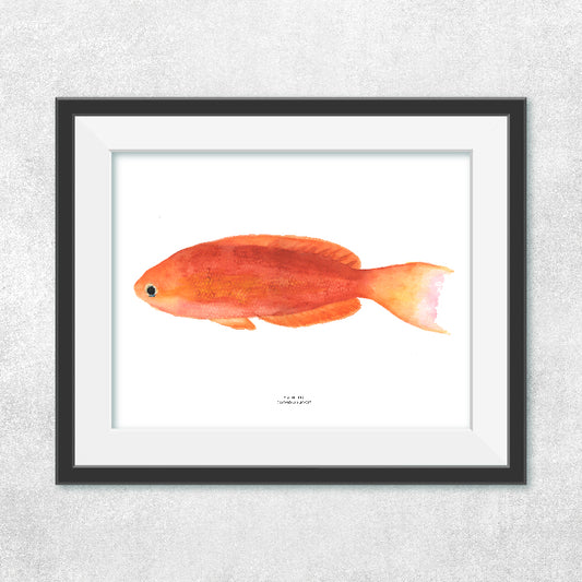 Reproducción de una ilustración en acuarela de pez calantias con o sin marco.