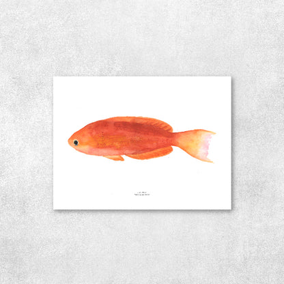 Reproducción de una ilustración en acuarela de pez calantias con o sin marco.