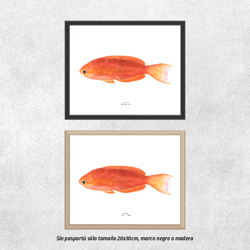 Reproducción de una ilustración en acuarela de pez calantias con o sin marco.