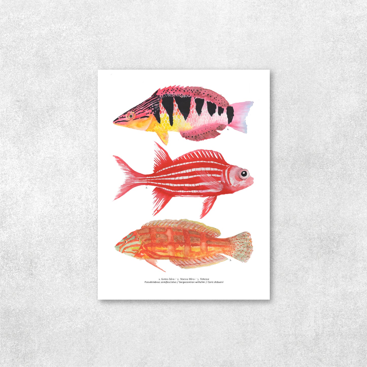 Reproducción de una ilustración en acuarela de 3 peces coloridos, pez Kotea hiva, pez marau hiva, pez teteme.
