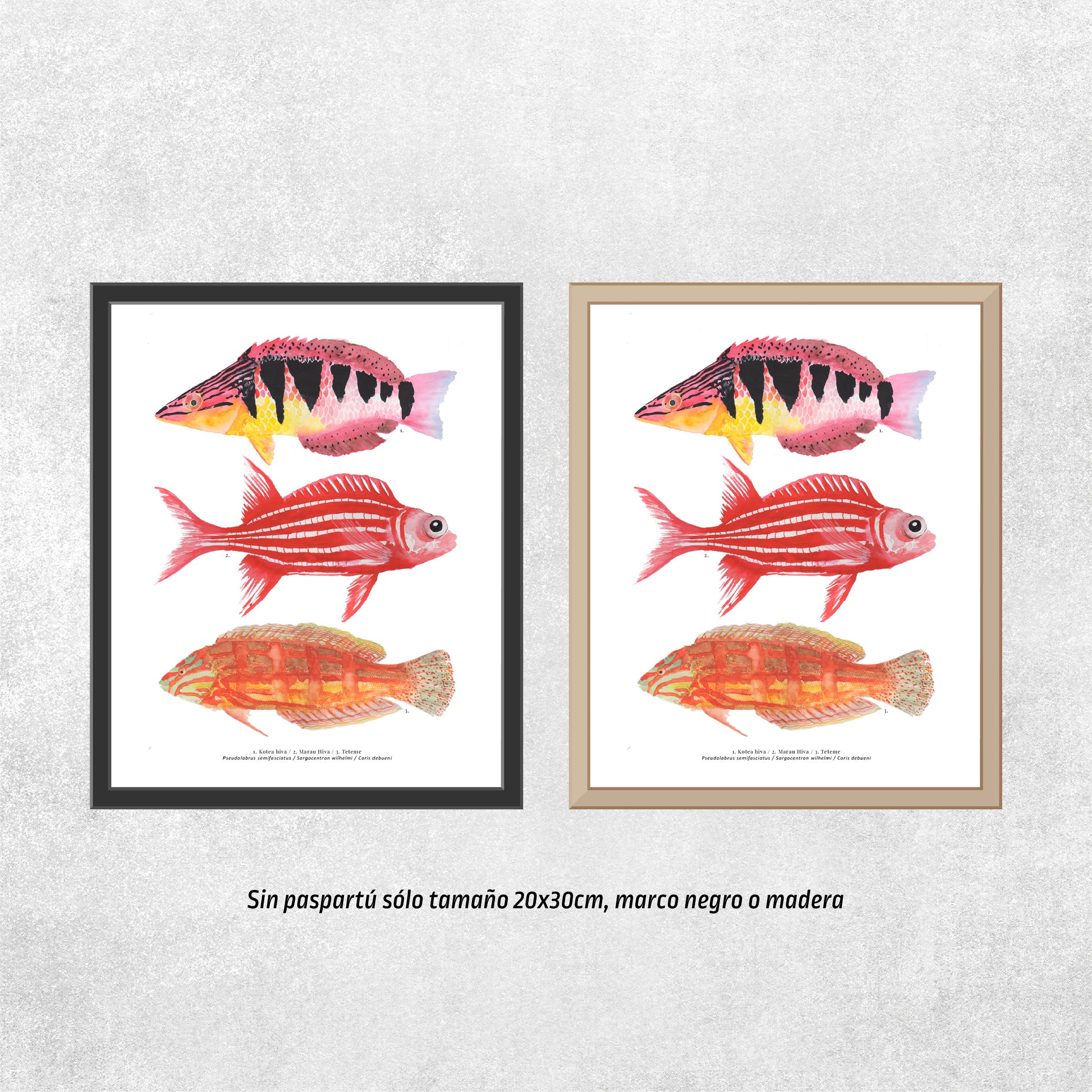 Reproducción de una ilustración en acuarela de 3 peces coloridos, pez Kotea hiva, pez marau hiva, pez teteme, con marco de madera y marco negro.
