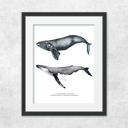 Ballena #2
