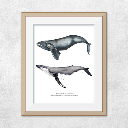 Ballena #2