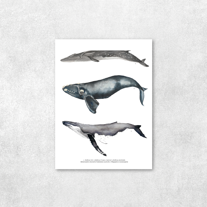 Reproducción de una ilustración en acuarela marina de ballenas y cetáceos, ballena jorobada con o sin marco.