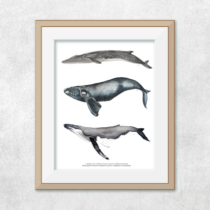 Reproducción de una ilustración en acuarela marina de ballenas y cetáceos, ballena jorobada con o sin marco.