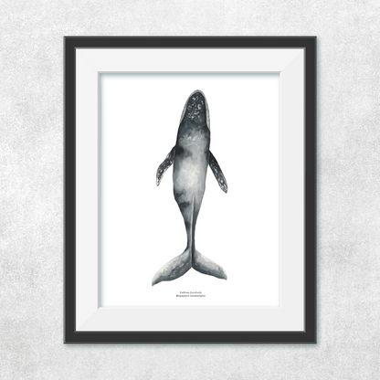 Ballena jorobada nadando