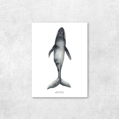 Ballena jorobada nadando