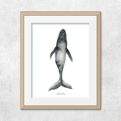 Ballena jorobada nadando
