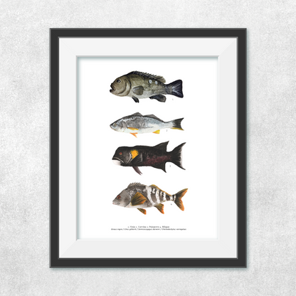 4 Peces continentales