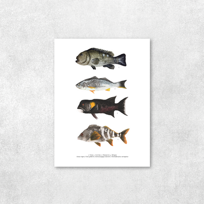 4 Peces continentales