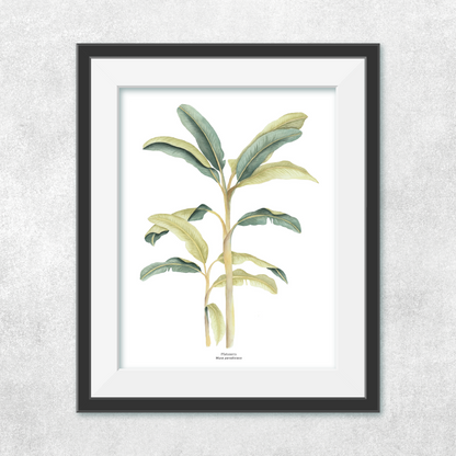 Platanera