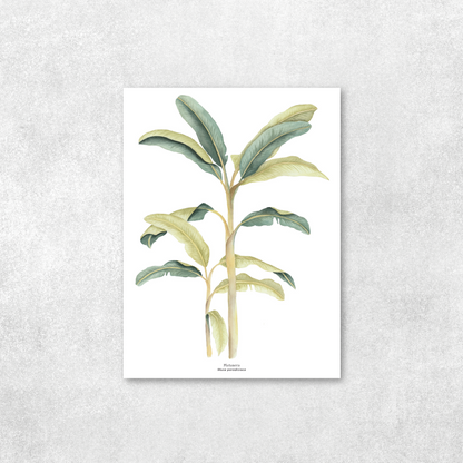 Platanera
