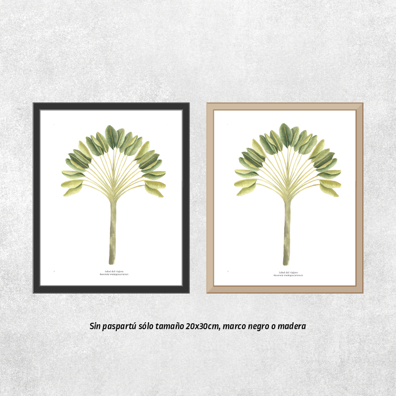 Reproducción de una ilustración en acuarela botánica de árbol del viajero con o sin marco.