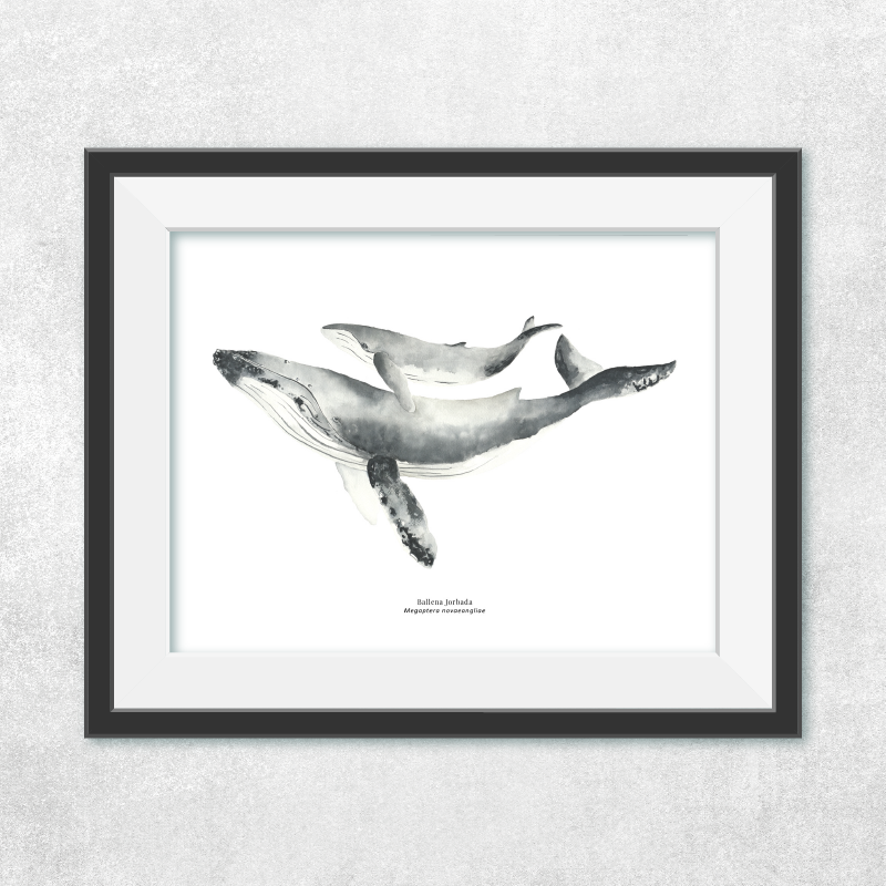 Reproducción de una ilustración en acuarela marina de ballenas y cetáceos, ballena jorobada con o sin marco.