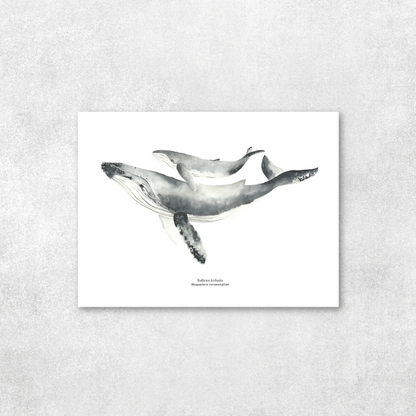 Reproducción de una ilustración en acuarela marina de ballenas y cetáceos, ballena jorobada con o sin marco.