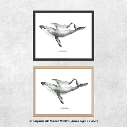 Reproducción de una ilustración en acuarela marina de ballenas y cetáceos, ballena jorobada con o sin marco.