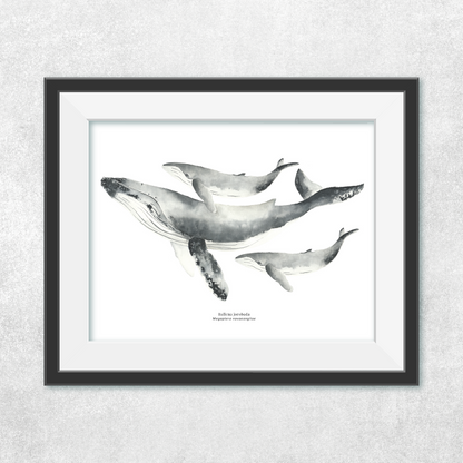 Reproducción de una ilustración en acuarela marina de ballenas y cetáceos, ballena jorobada con o sin marco.