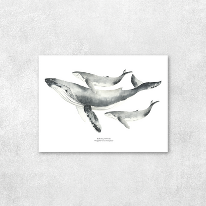 Reproducción de una ilustración en acuarela marina de ballenas y cetáceos, ballena jorobada con o sin marco.