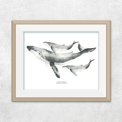 Reproducción de una ilustración en acuarela marina de ballenas y cetáceos, ballena jorobada con o sin marco.