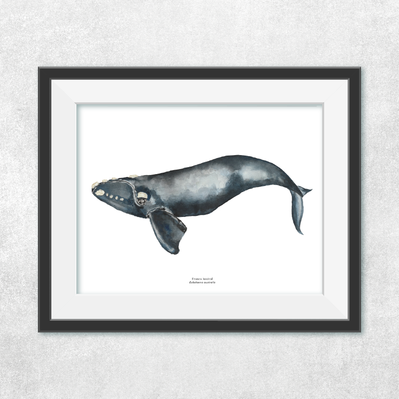 Reproducción de una ilustración en acuarela marina de ballenas y cetáceos, ballena franca austral con o sin marco.