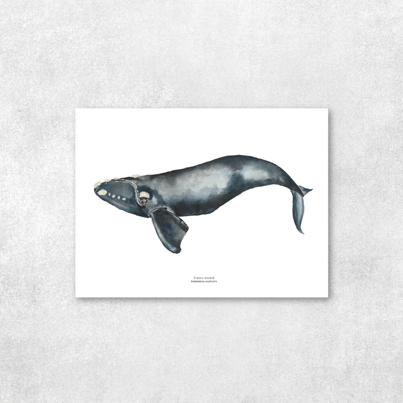 Reproducción de una ilustración en acuarela marina de ballenas y cetáceos, ballena franca austral con o sin marco.