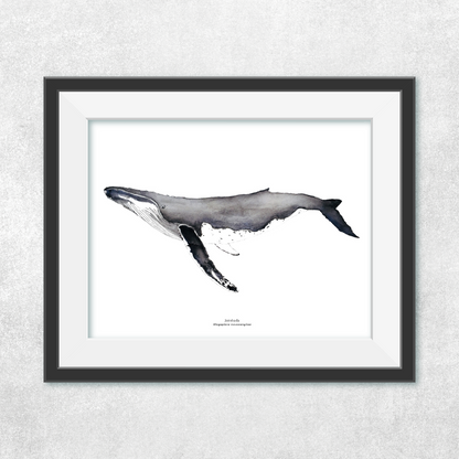Ballena jorobada perfil