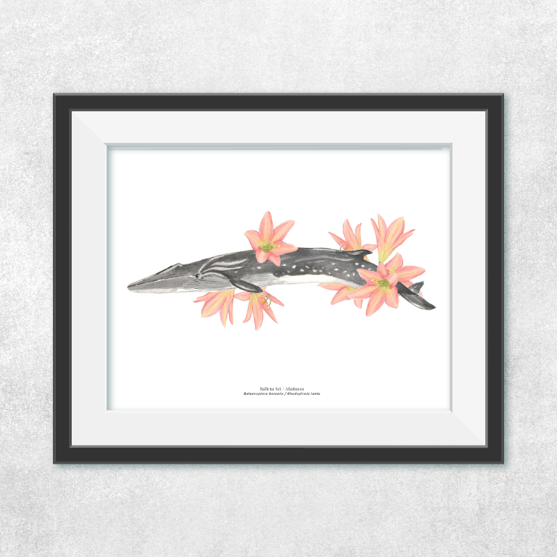 Reproducción de una ilustración en acuarela marina de ballenas y cetáceos, ballena sei con flores con o sin marco.
