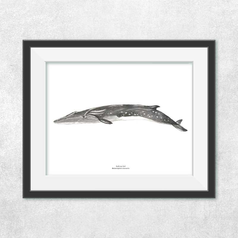 Reproducción de una ilustración en acuarela marina de ballenas y cetáceos, ballena sei  con o sin marco.