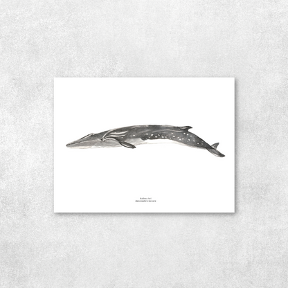 Reproducción de una ilustración en acuarela marina de ballenas y cetáceos, ballena sei con o sin marco.