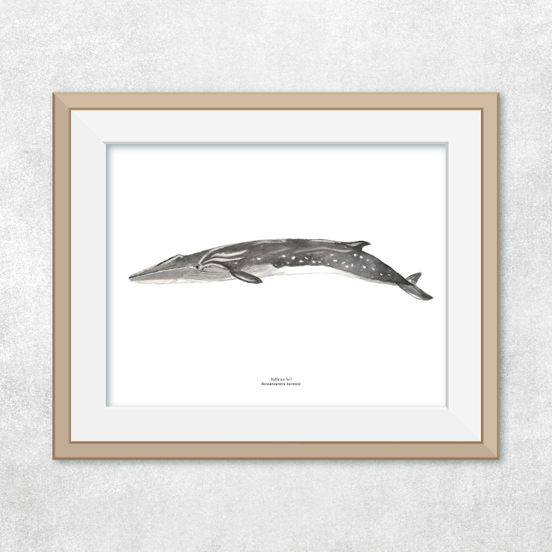 Reproducción de una ilustración en acuarela marina de ballenas y cetáceos, ballena sei con o sin marco.