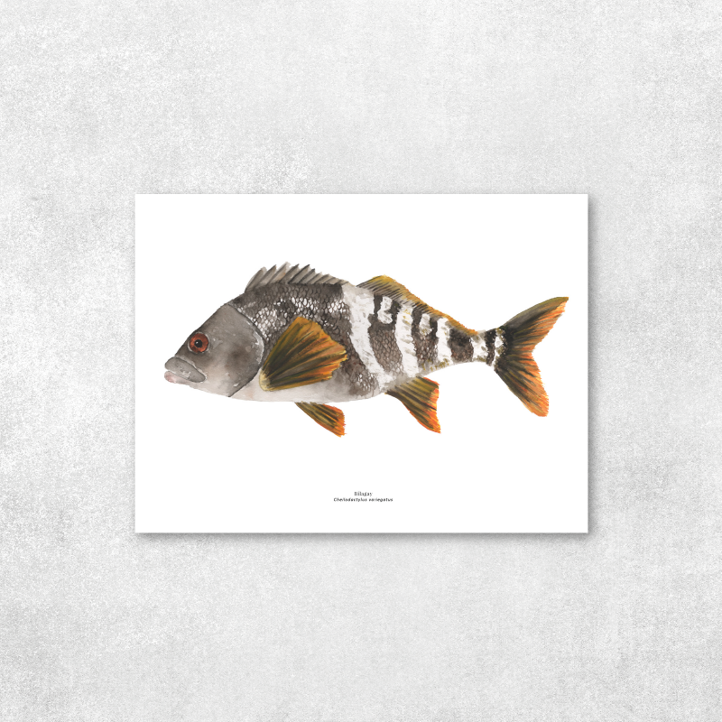Reproducción de una ilustración en acuarela marina de pez bilagay con o sin marco.