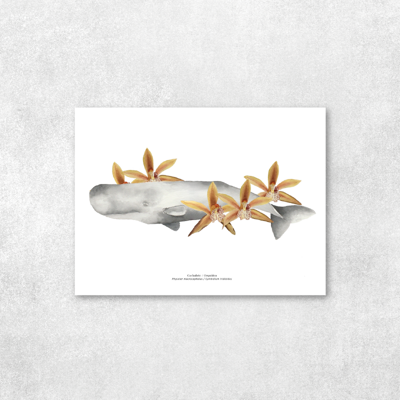 Reproducción de una ilustración en acuarela marina de cachalote con flores con o sin marco.