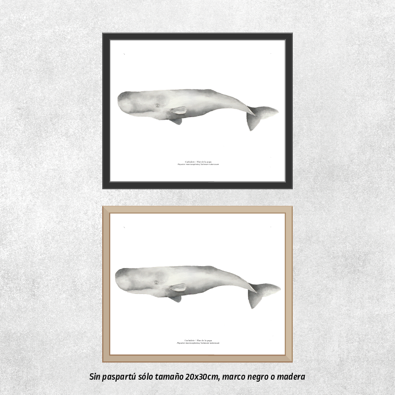 Reproducción de una ilustración en acuarela marina de cachalote con o sin marco.