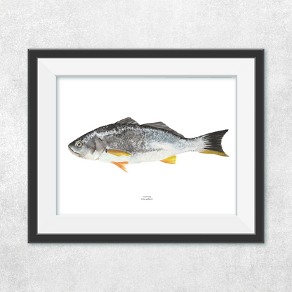 Corvina