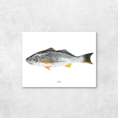 Corvina
