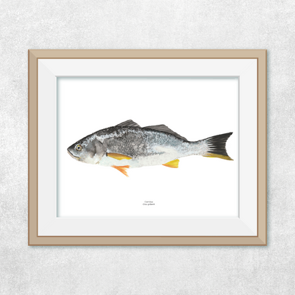 Corvina
