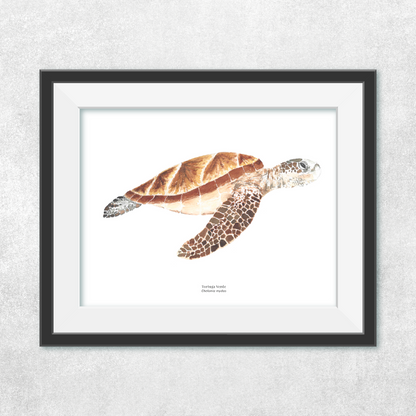 Tortuga de Mar